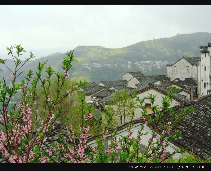 又是一年菜花香–７ 摄影 可欣