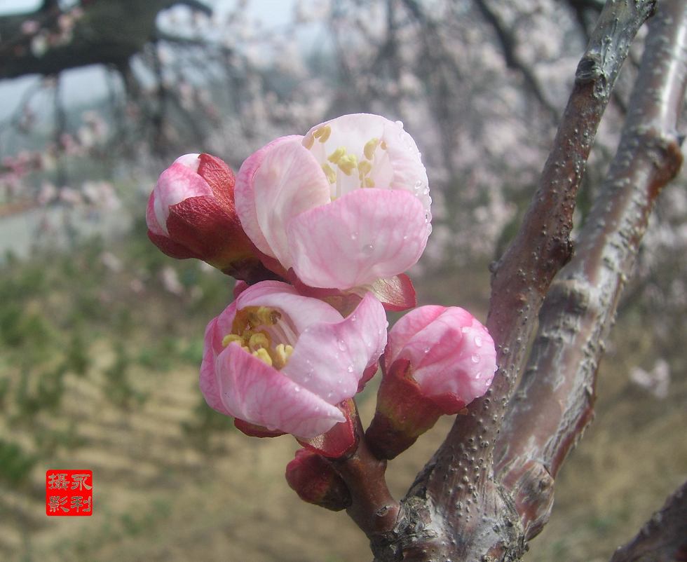 杏花红红 摄影 董永利