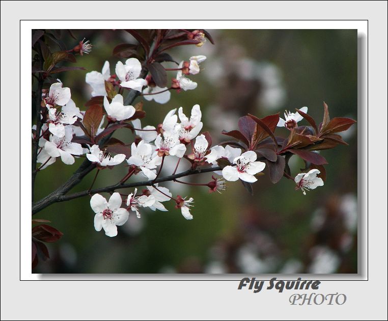 花卉 摄影 FlySquirre