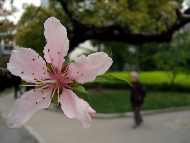 曾经像花儿一样 摄影 静空铃