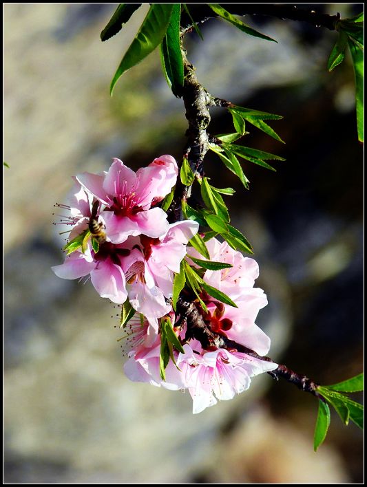 花枝灿烂 摄影 子非鱼_