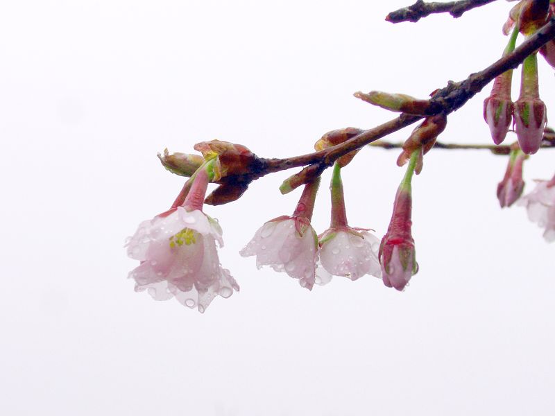 雨后花朵 摄影 天涯漫步