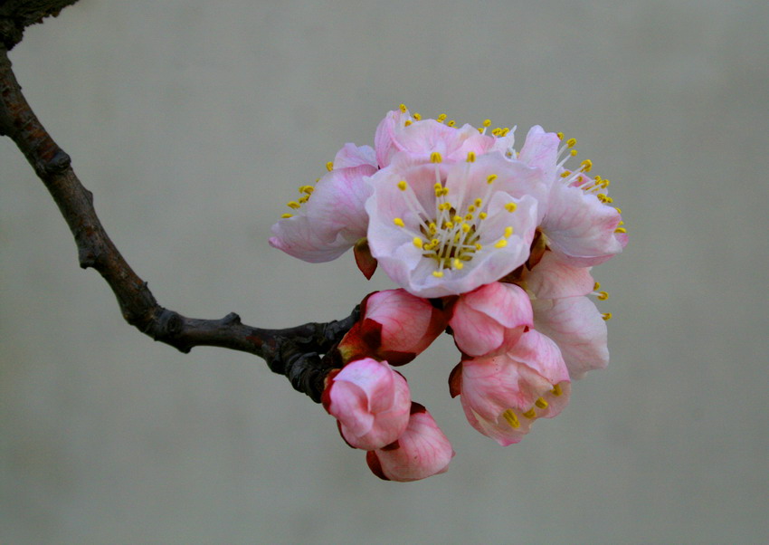 芬芳 摄影 影呆