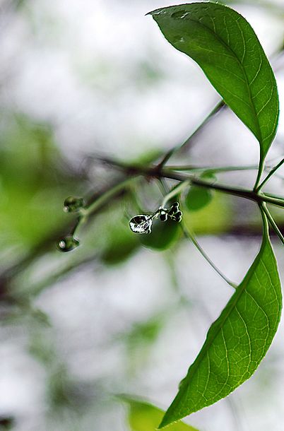 晶瑩的露珠 摄影 蘊秋