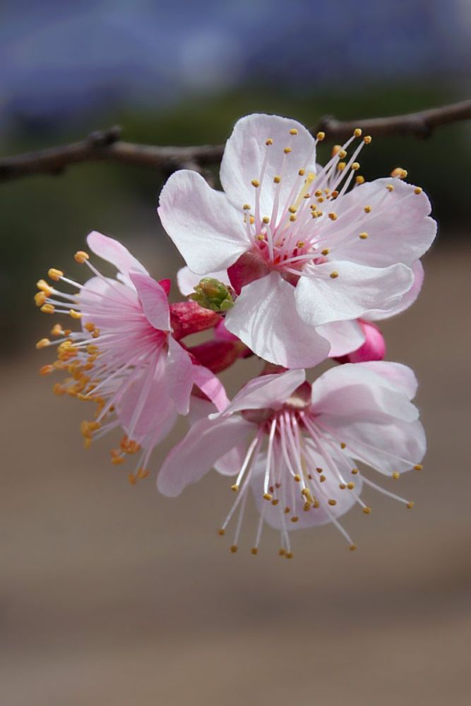 又是一年花开时 摄影 大仁