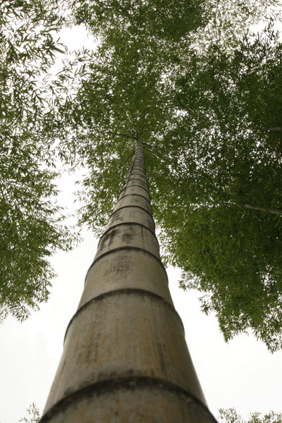 顶天立地 摄影 兰幽香风定