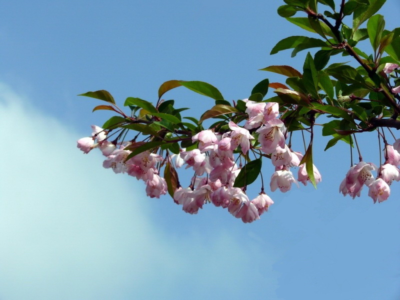 春暧花开 摄影 华厦神膺