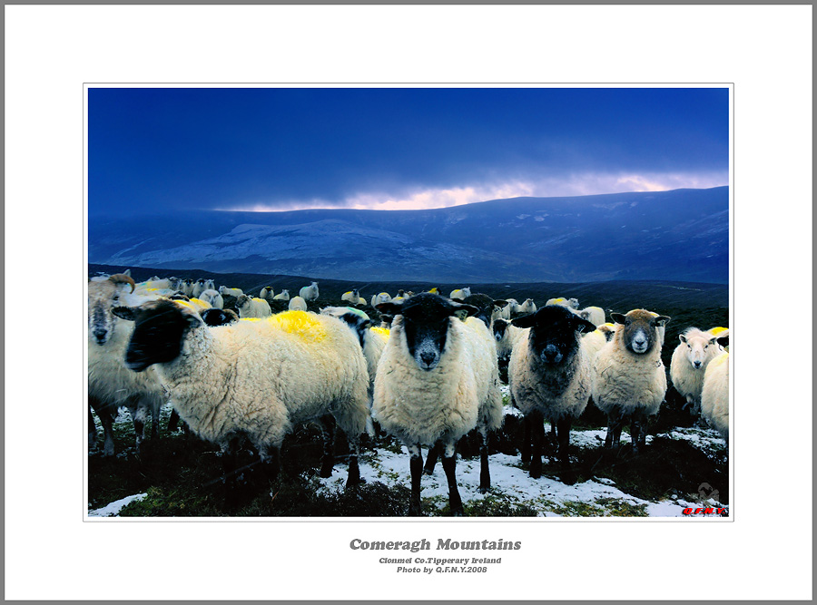 Comeragh Mountains 山羊 摄影 清风弄影