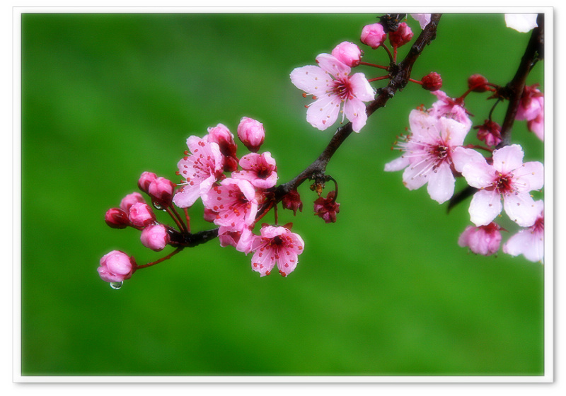 带雨李花 摄影 湯姆