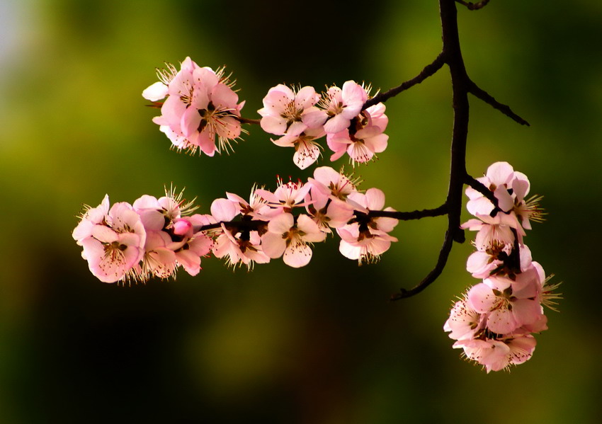 桃花 摄影 changjie