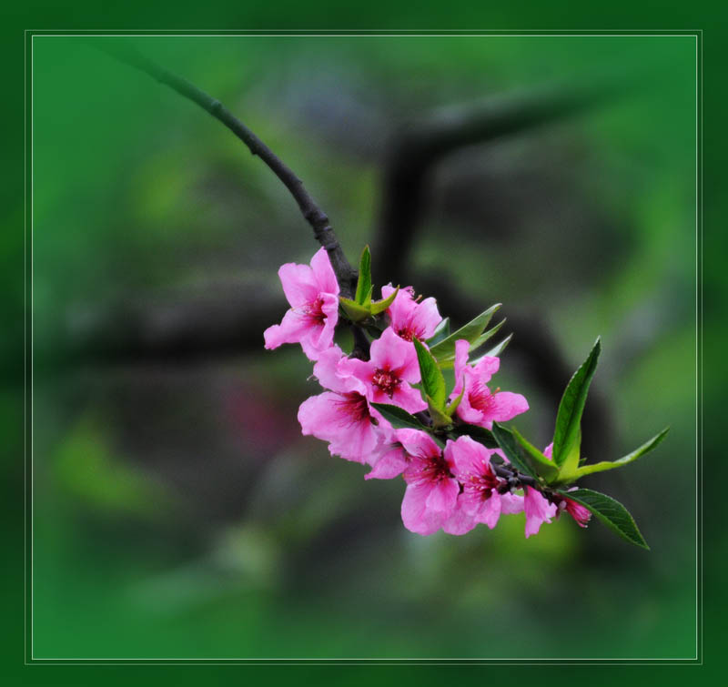 桃花艳 摄影 川东行者