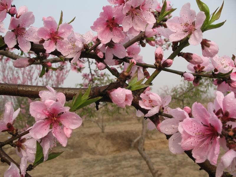 春天 摄影 chengtao