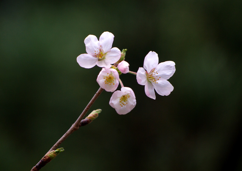 flower 摄影 cowboy