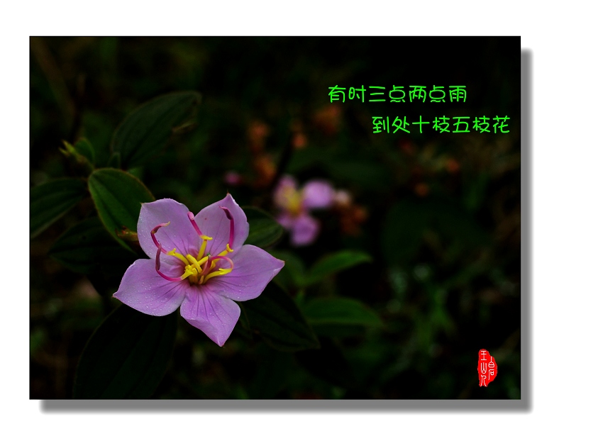 春花 摄影 白石王山人