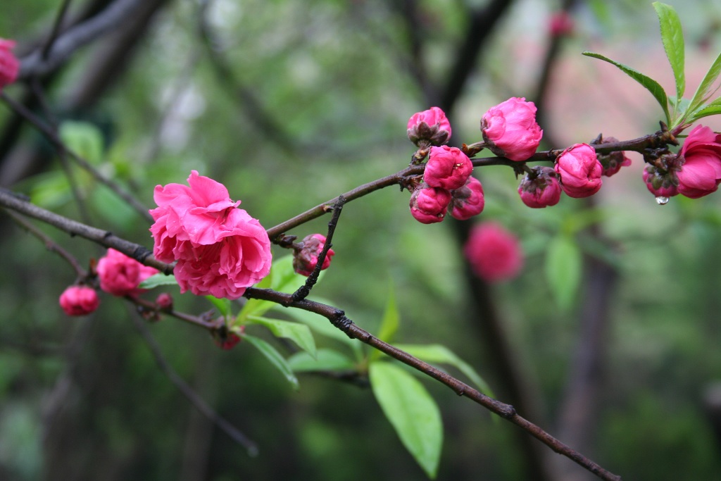 春花独秀 摄影 色影无限