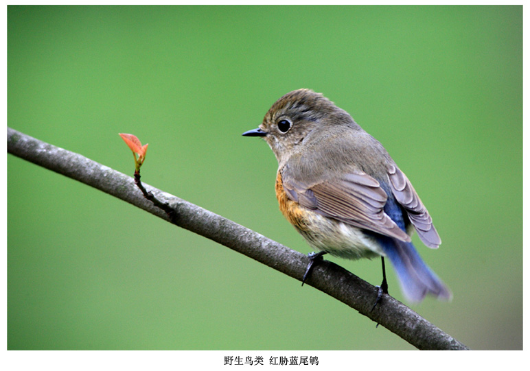 红胁蓝尾鸲 摄影 pigeon