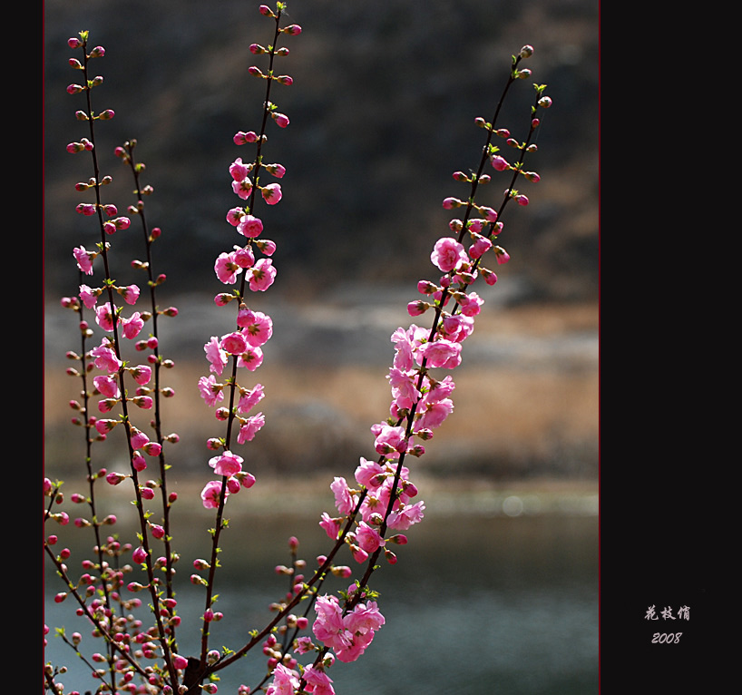 又是一年花开时-6 摄影 高枕无忧