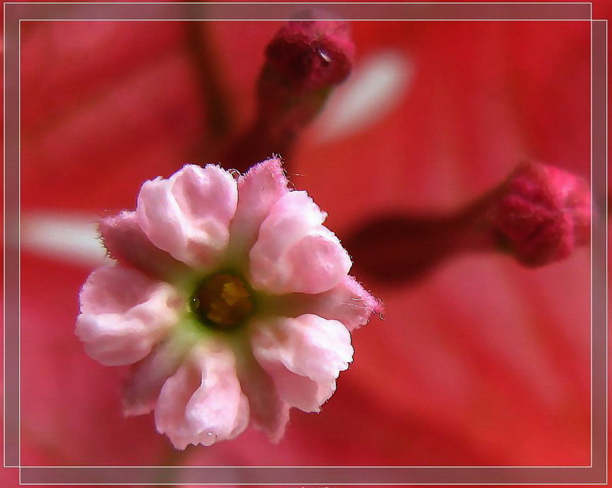 三角梅（叶子花）的花蕊 摄影 夕阳铁臂