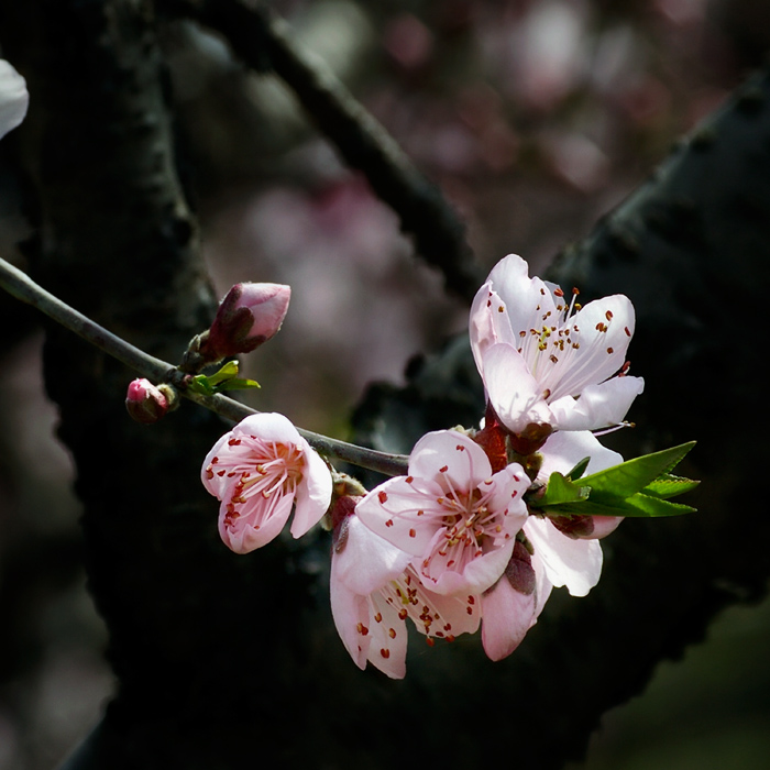 水蜜桃花 摄影 静野