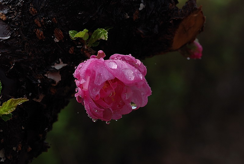 雨露滋润 摄影 无浪