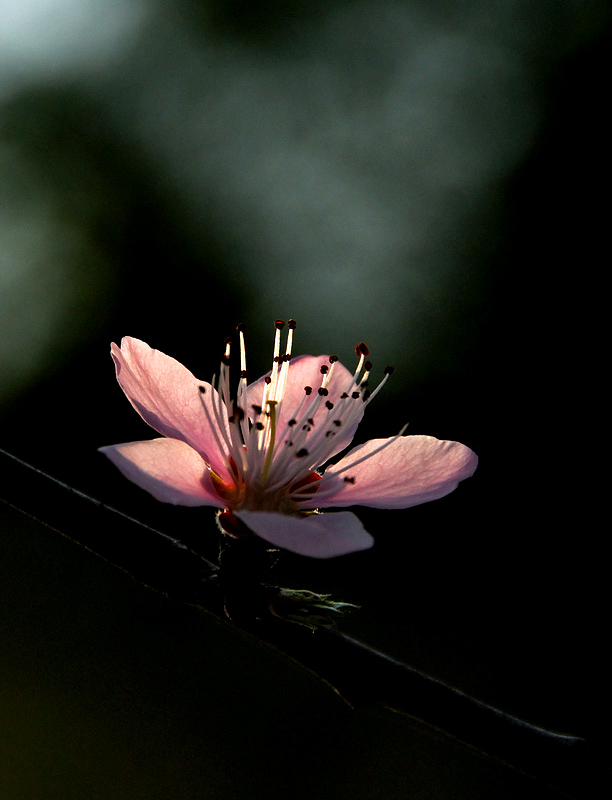 一枝桃花报春来 摄影 明心