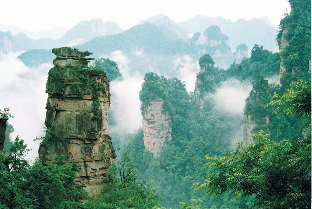 鳄鱼背金龟 摄影 天子山