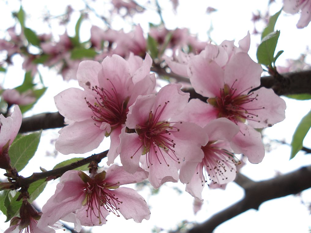 桃花 摄影 木子丹川