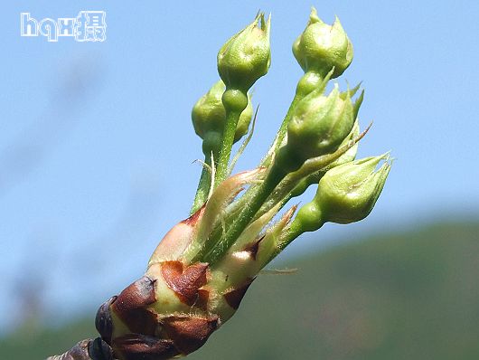 春的花蕾 摄影 可爱的深蓝