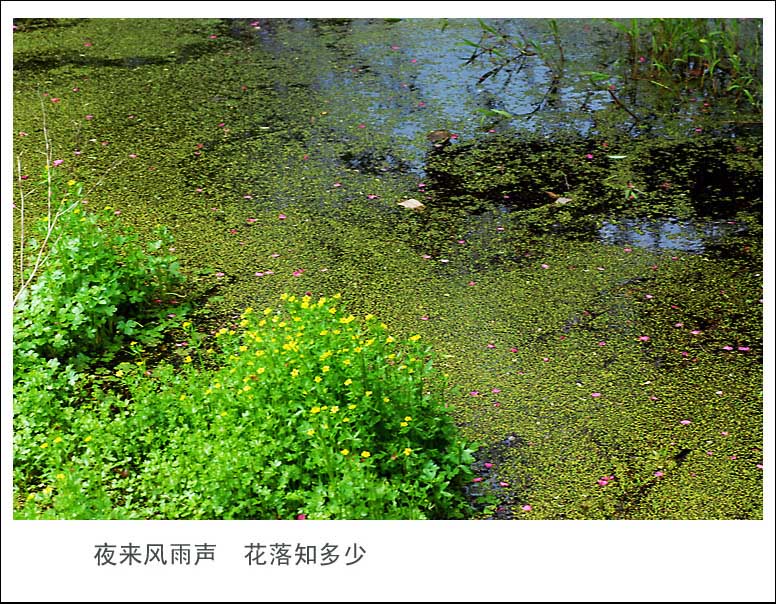 夜来风雨声 花落知多少 摄影 雨亦奇