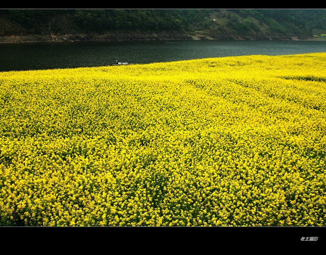 江如涟 花似海 摄影 自由老王