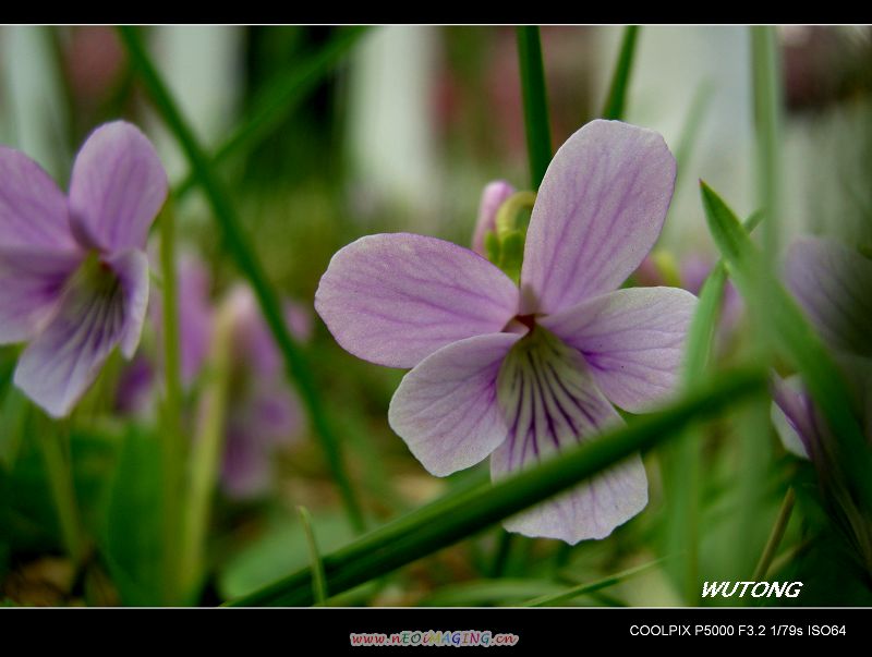 小花 摄影 梧桐