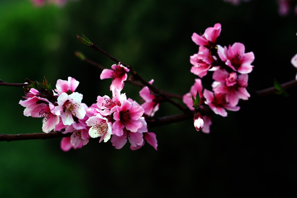 桃花 摄影 wangyushan