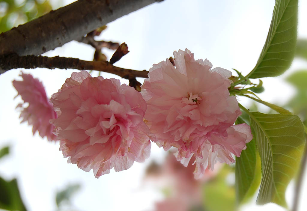 樱花 摄影 青河