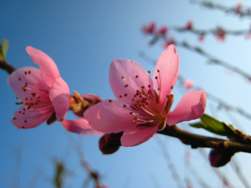 花枝俏 摄影 悟恒