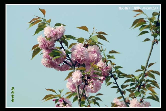 花开富贵(木槿) 摄影 黄山怪石