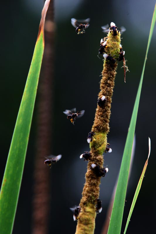 bee 摄影 葉鍾華