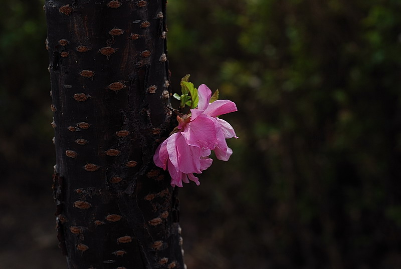 独自芬芳 摄影 无浪