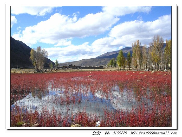 稻城,荭草地 摄影 成都涛哥