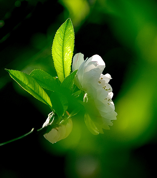 桃花 摄影 jiarong