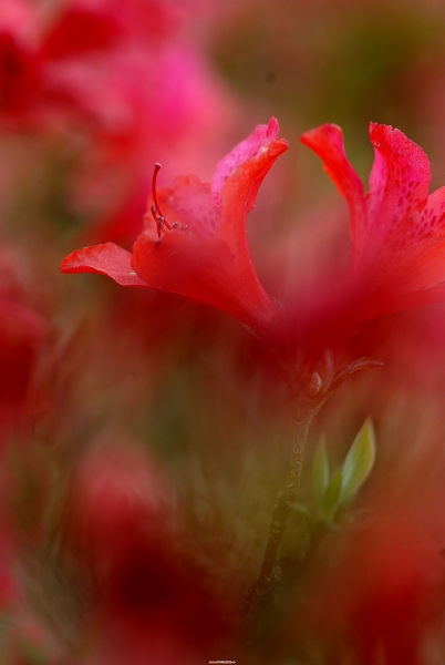 杜鹃花 摄影 山D石