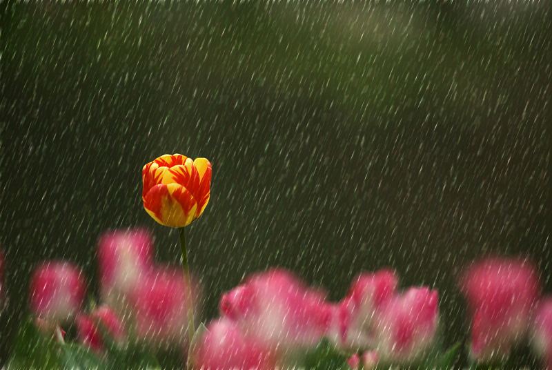 雨中郁金香 摄影 无锡阿德