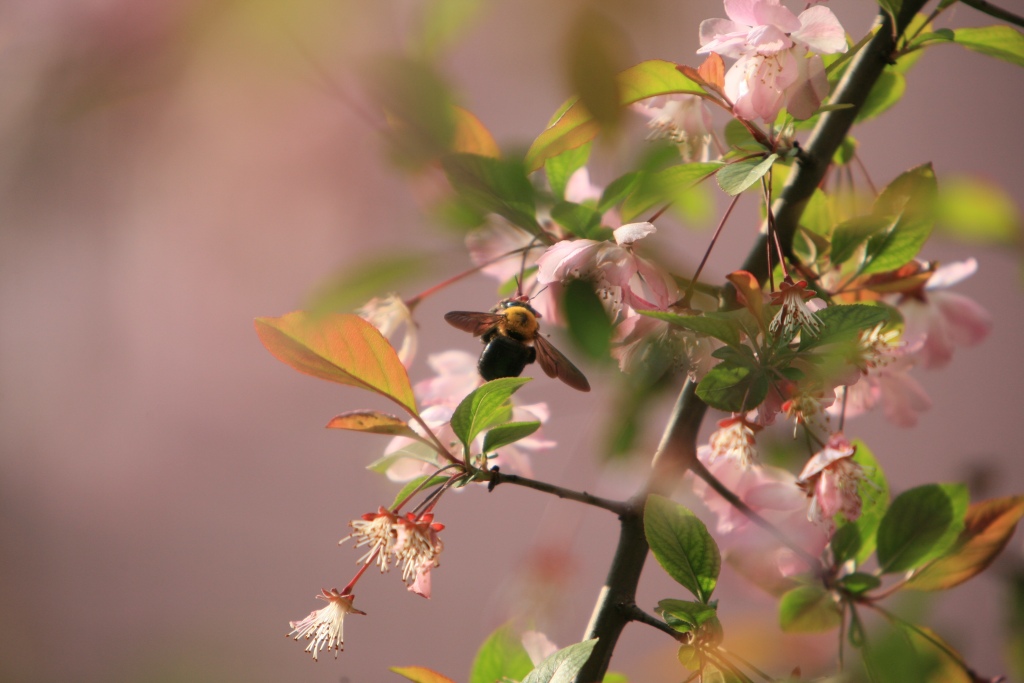 Canon 70-200mm 2.8L IS  + 2X 摄影 业余拍友甲