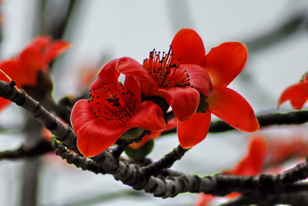 红棉花 摄影 珠海老夫