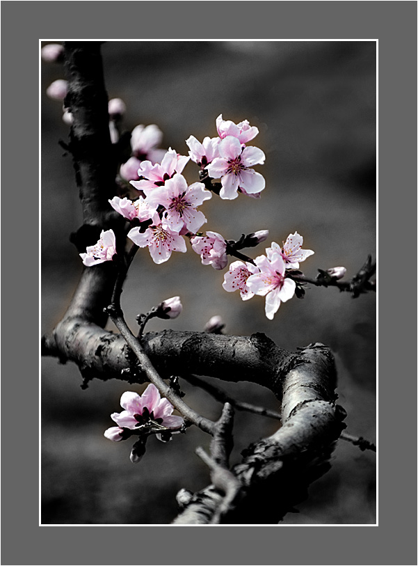 桃花 摄影 布衣山农