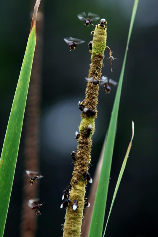 bee 摄影 葉鍾華