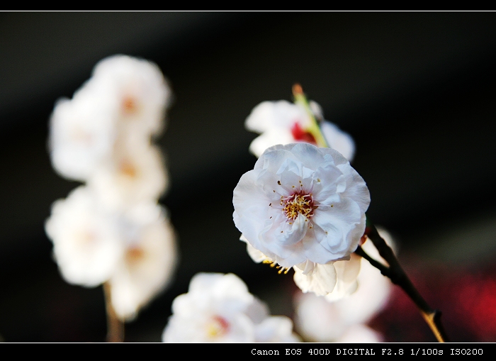 梅花 摄影 berber