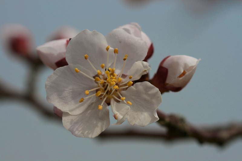 桃花 摄影 晴空万里