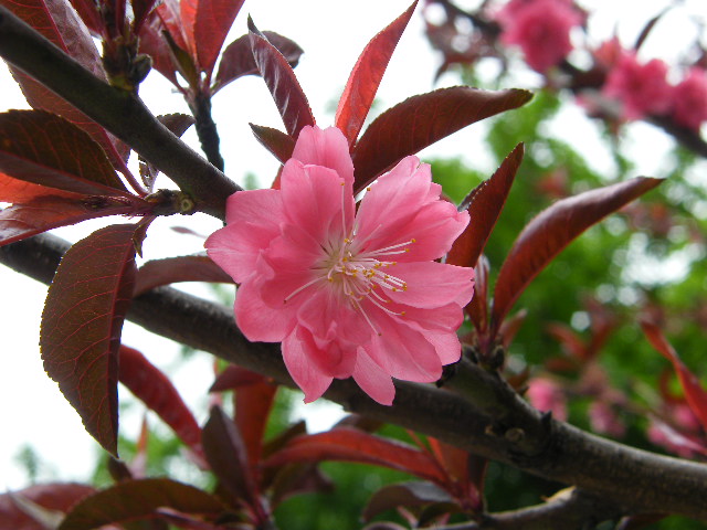 花枝俏 摄影 燕语