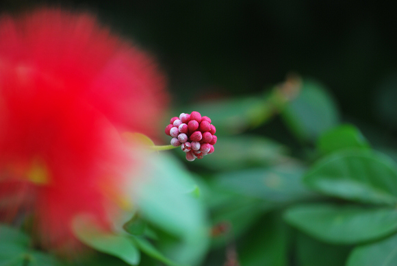 花蕾 摄影 涂鸦天堂