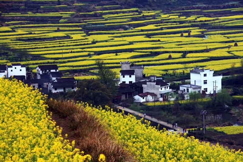 江岭:油菜花 摄影 静歌